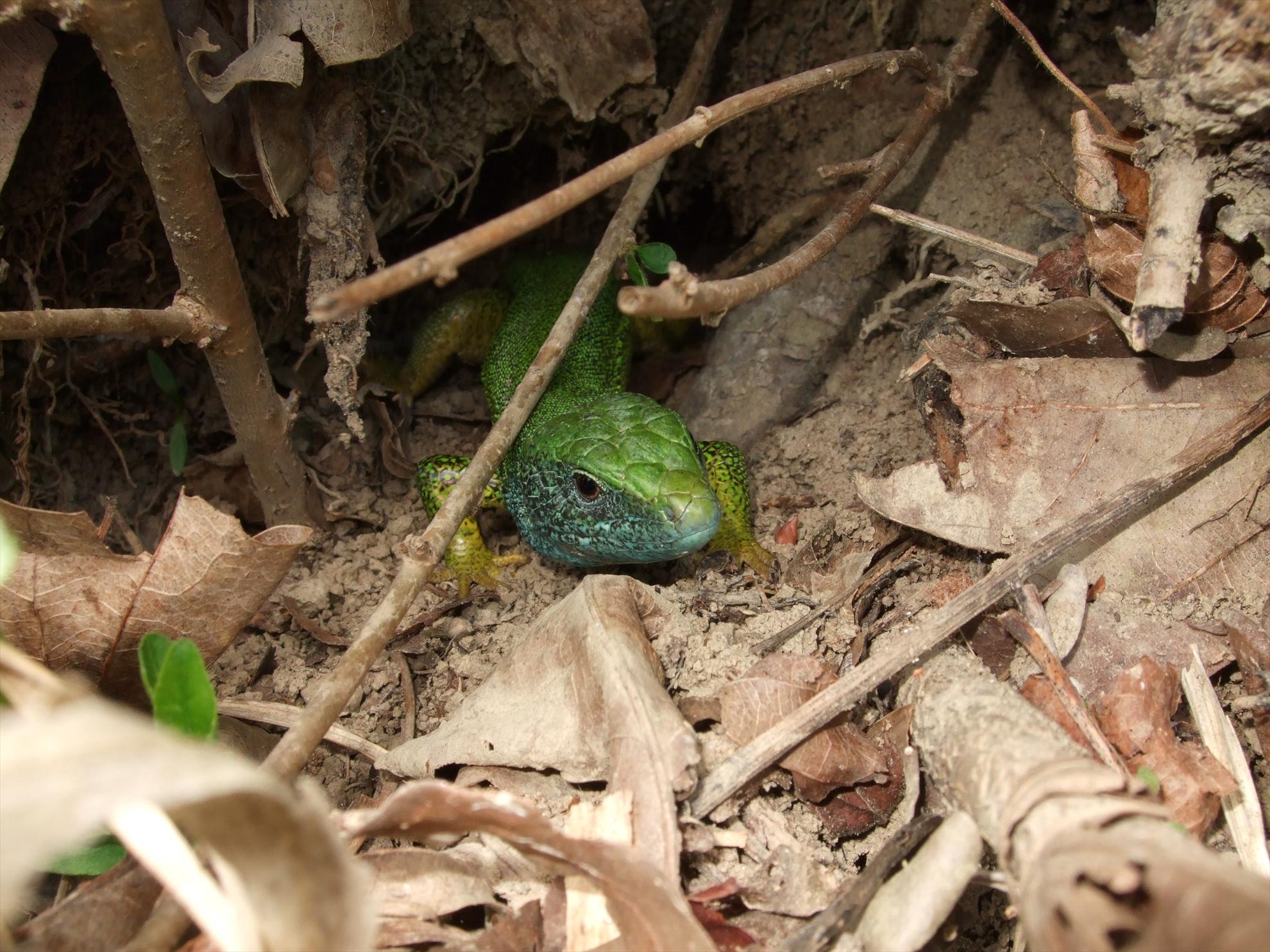 Diverse - picture-016.jpg